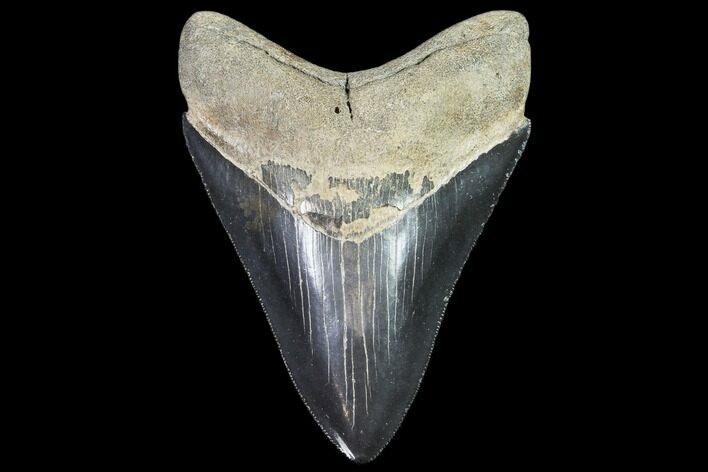 Serrated, Fossil Megalodon Tooth - Georgia #104982